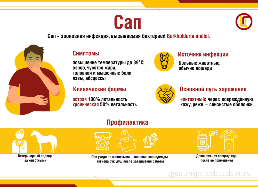 Сап