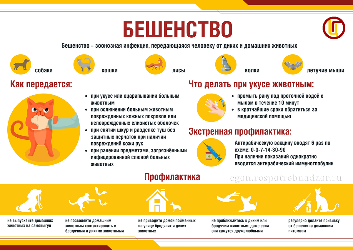 Бешенство