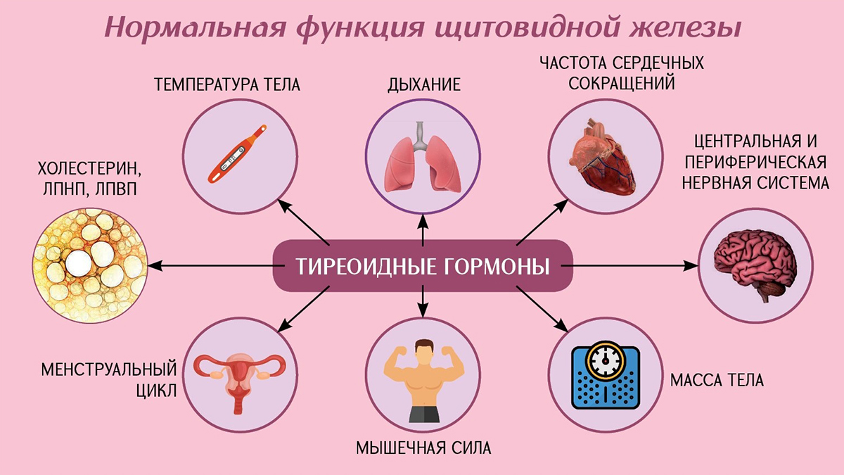 Нормальная функция щитовидной железы