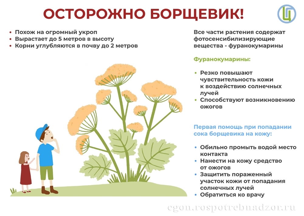 Осторожно: борщевик!