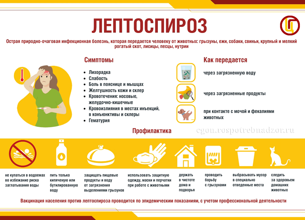 Лептоспироз