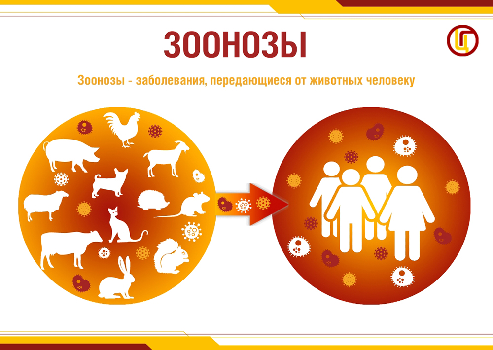 Зоонозы