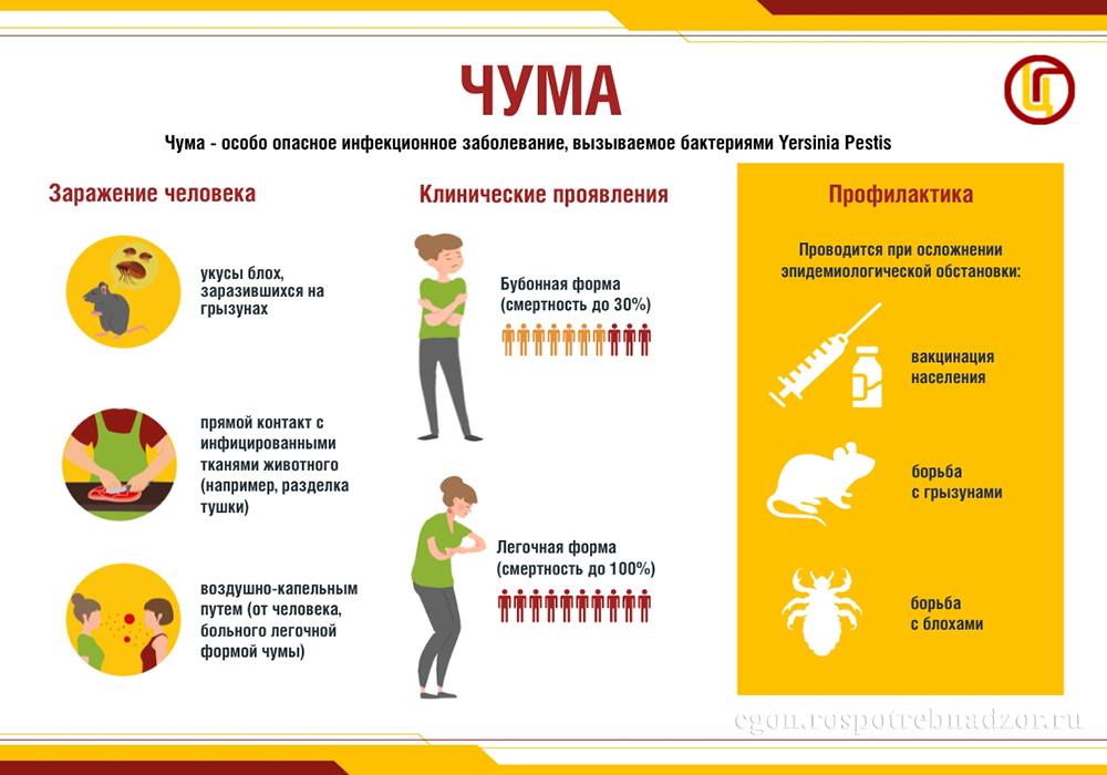 Чума