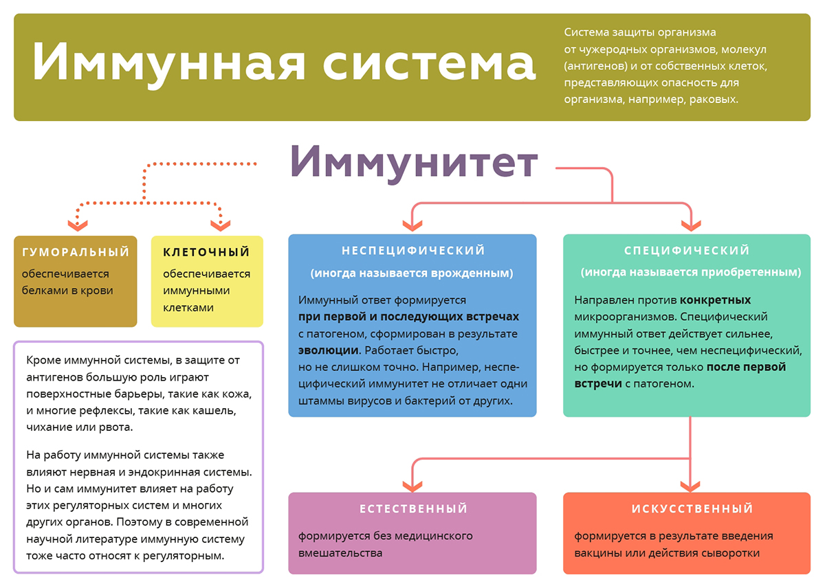 Иммунная система
